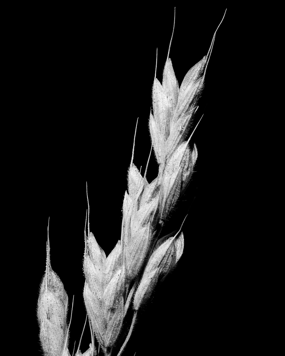 Seeds of unidentified grass.